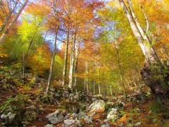 Broadleaf beech forest in the Dinaric Alps, Slovenia