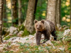Brown bear in Slovenia.