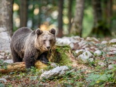 Brown bear in Slovenia.
