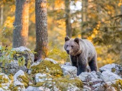 Brown bear in Slovenia.