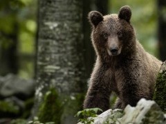 Brown bear in Slovenia
