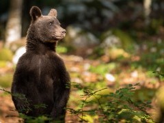Brown bear in Slovenia