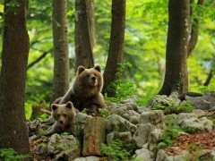 Brown bear in the Dinaric Alps in Slovenia.