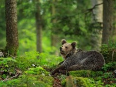 Brown bear in the Dinaric Alps in Slovenia.