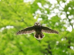 Ural owl in the Dinaric Alps in Slovenia.