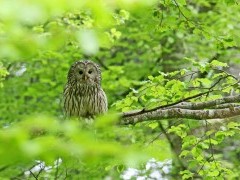 Ural owl in the Dinaric Alps in Slovenia.