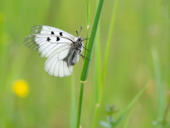 Clouded apollo in Slovenia