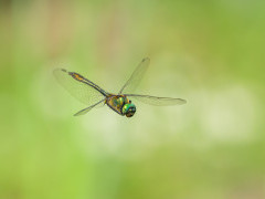 Downy emerald dragonfly in Slovenia