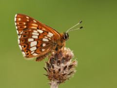 Duke of burgundy in Slovenia