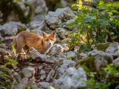 Fox in Slovenia.