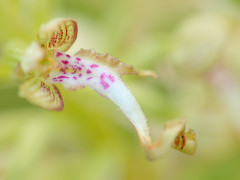 Lizard orchid in Slovenia