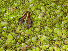 Marsh frog in duckweed.