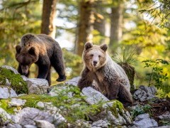 Pair of brown bear in Slovenia.