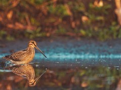 Common snipe