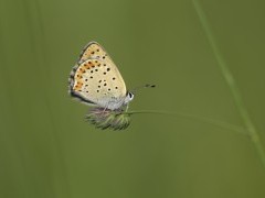 Sooty copper butterfly