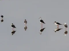 Black-winged stilts in Spain.
