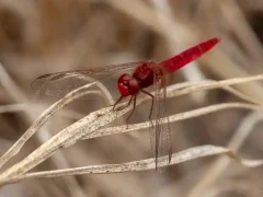 Broad scarlet in Spain.