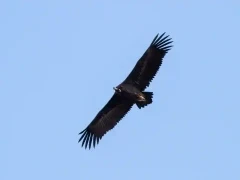 Cinereous vulture in Spain.