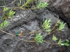 Common kingfisher in Spain.