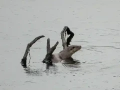 Eurasian otter in Spain.