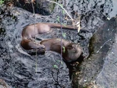 Eurasian otter in Spain.