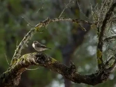 European pied flycatcher in Spain.