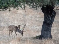 Fallow deer in Spain.