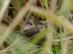 Fledgling common waxbill in Spain.