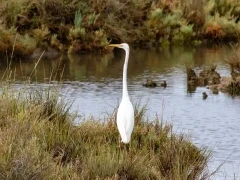 Great white egret in Spain.