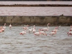 Greater flamingo & slender-billed gull in Spain.
