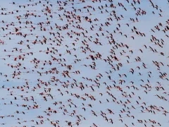 Greater flamingo in Spain.