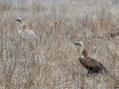Griffon vulture in Spain.