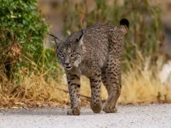 Iberian lynx in Spain.