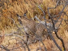 Iberian lynx in Spain.