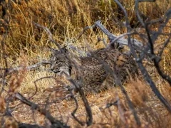 Iberian lynx in Spain.