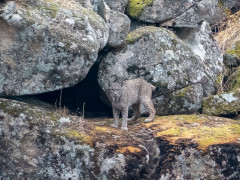 Iberian lynx in Spain.