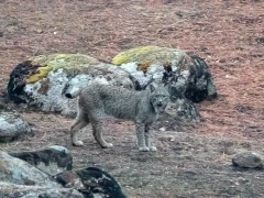Iberian lynx in Spain.