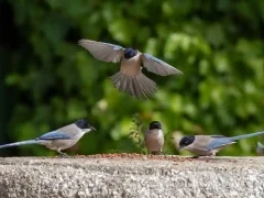 Iberian magpies in Spain.