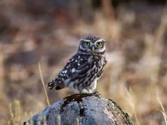 Little owl in Spain.