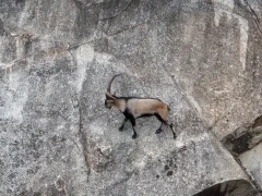 Spanish ibex in Spain.