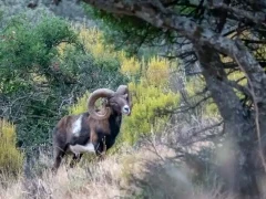 Mouflon in Spain.