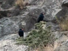 Red-billed chough in Spain.