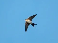 Red-rumped swallow in Spain.
