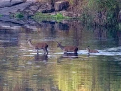 Red deer in Spain.