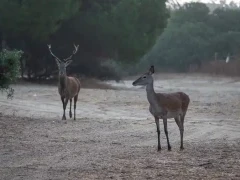 Red deer in Spain.