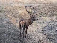 Red deer stag in Spain.