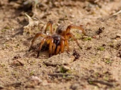 Trapdoor spider in Spain.