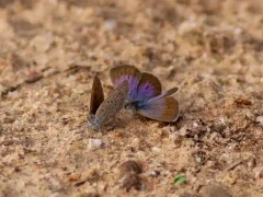 African grass blue in Spain.