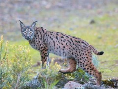 Iberian lynx in Spain