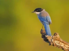 Azure-winged magpie in Spain.
